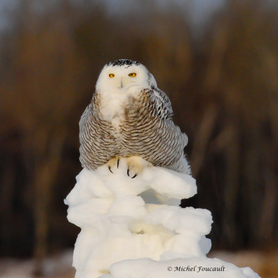 20140224 Harfang des Neiges-Snowy Owl _6834-5.jpg