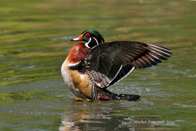 20140519 Canard branchu-Wood duck _4358_3.jpg