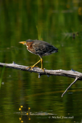 20140629 Heron vert- Green heron _0351-4.jpg