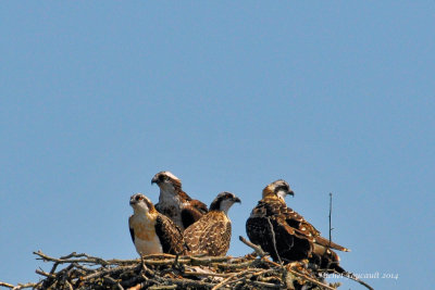 20140807 Balbuzards-pcheur -Ospreys_4305-5.jpg