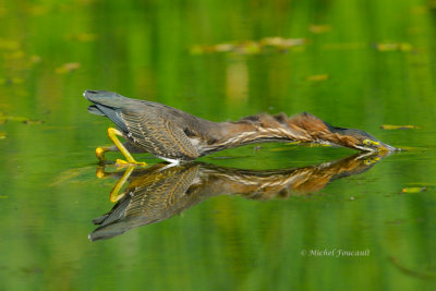 20140803 Hron vert-Green heron _2150-4.jpg