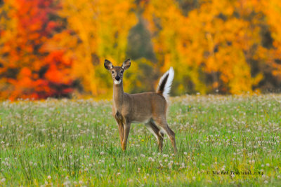 20141004 Cerf de Virginie-White tail deer _8913-5.jpg