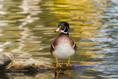 20141012 Canard branchu mle-woodduck _4086-4.jpg