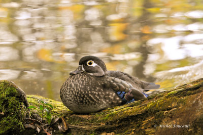 20141014 Canard branchu femelle-Woodduck _4965-4.jpg