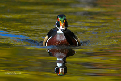 20141014 Canard branchu mle-Woodduck _4904-4.jpg