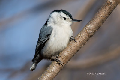 20141231 Sitelle à poitrine blanche white breasted nuthatch_3133-3.jpg