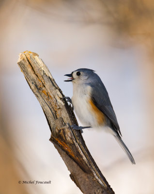 20150113 Msange bicolore- Tufted Titmouse _4518_5 .jpg