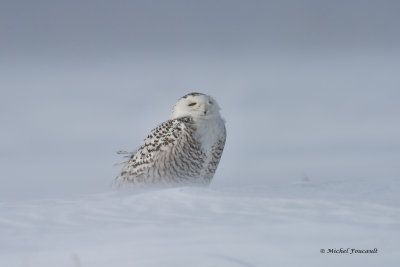 20150214 Harfang des Neiges - Snowy Owl _0497-7 .jpg