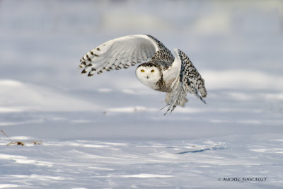20150223 Harfand des neiges- Snowy owl    _5889-6.jpg