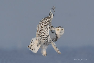 20150218 Harfang des neiges- Snowy owl _3691_1_4.jpg