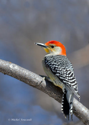 20150401 Pic  ventre roux Red bellied woodpecker _4480-4.jpg