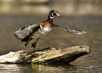 20150501 Canard Branchu- Wood duck _9339-4.jpg