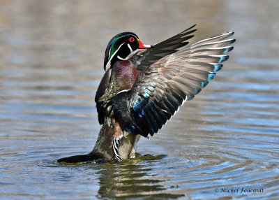 canard_branchu-wood_duck