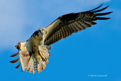 20150728 Balbuzard pecheur- Osprey _3983-7 .jpg