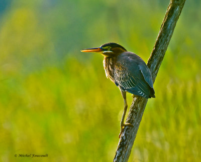 20150805 Hron vert-Green heron _5504_6a .jpg