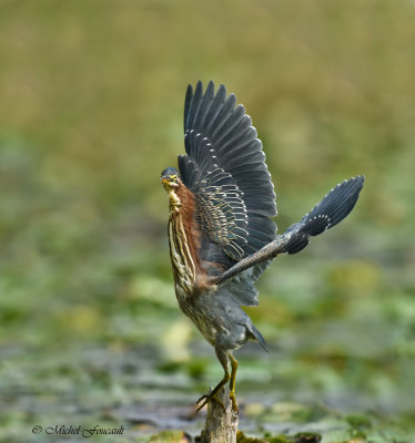 20150904 Hron vert juvnile -Green heron _8257_5 a.jpg