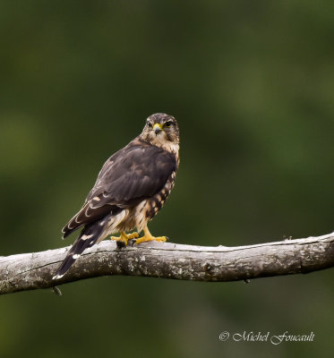 20150911 Faucon émérillon- Merlin _3768-3 _2.jpg