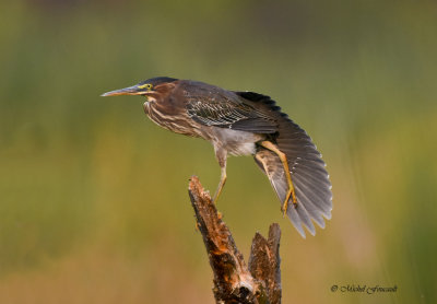 20150904 Hron vert juvnile-Green heron _8681-6 .jpg