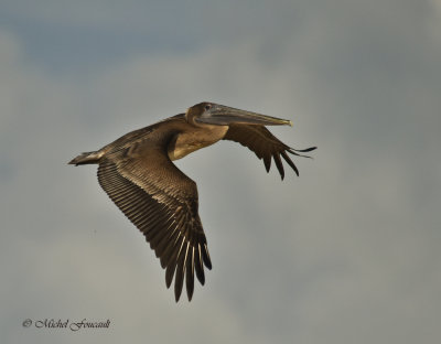 20151223 Pélican brun-Brown Pelican _7494_6 .jpg