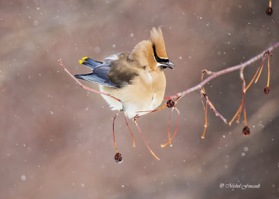 Jaseur damrique Cedar Waxwing _4197-3 .jpg