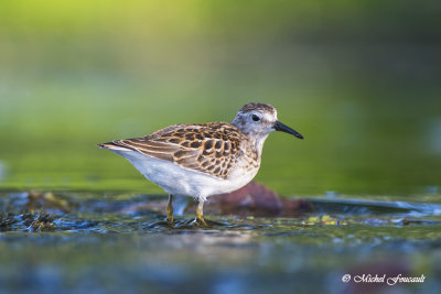 Bcasseau minuscule  Least sandpiper DSC_8636-2 .jpg