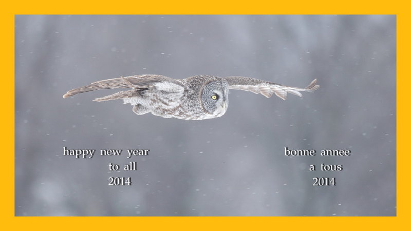 great gray owl  --  chouette lapone