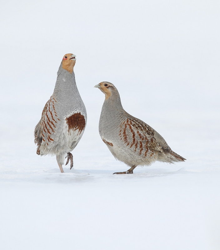 Gray Partridge ( male and female )  --  Perdrix Grise ( male avec femelle )