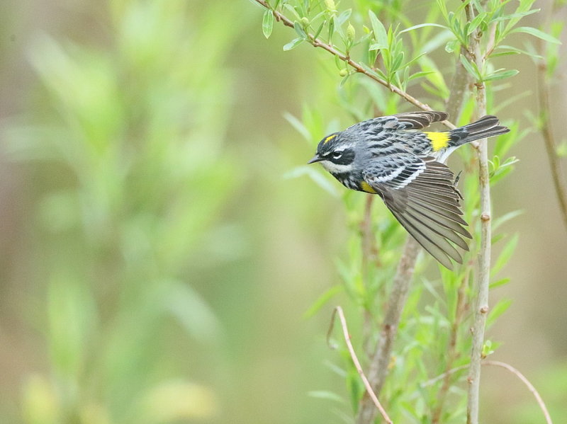 Yellow-Rumped Warbler  --  Paruline A Croupion Jaune