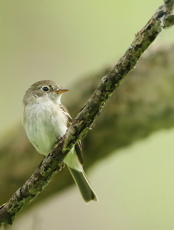 Least FlyCatcher  --  MoucHerolle TcheBec