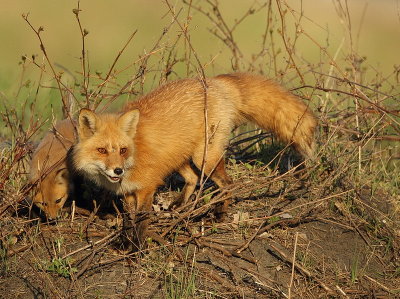 red fox @ ( pup )  --  renard roux et ( renardeau )
