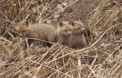 red fox ( pups )  --  renard roux ( renardeau )