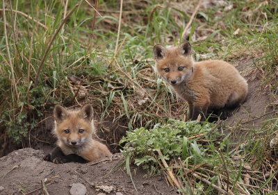 red fox ( pups )  --  renard roux ( renardeau )