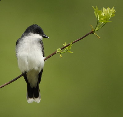 eastern kingbird  --  tyran tritri