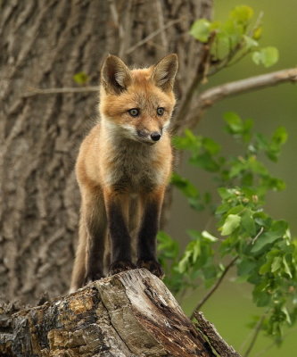 red fox ( pup )  --  renard roux ( renardeau )
