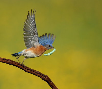 eastern bluebird  --  merlebleu de l'est