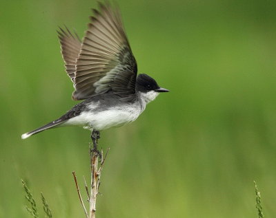 eastern kingbird  --  tyran tritri