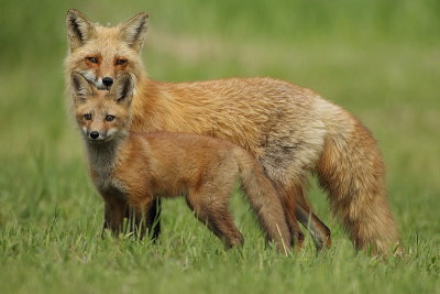 red fox @ pup  --  renard roux et renardeau