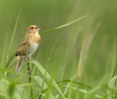 nelson's sharp-tailed sparrow  --  bruant de nelson