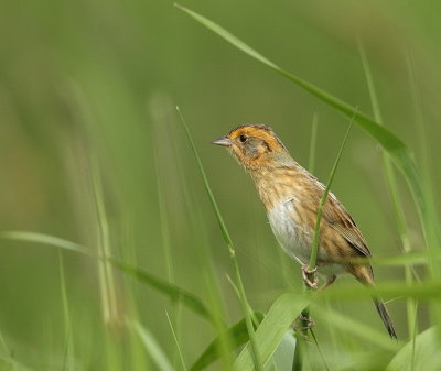 nelson's sharp-tailed sparrow  --  bruant de nelson