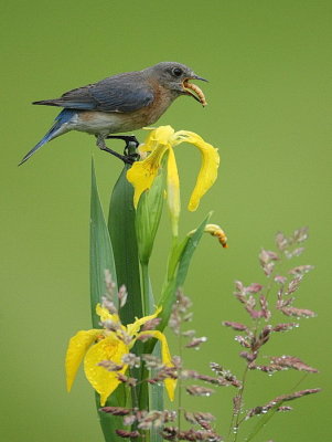 eastern bluebird  --  merlebleu de l'est