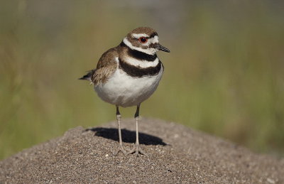 killdeer  --  pluvier kildir