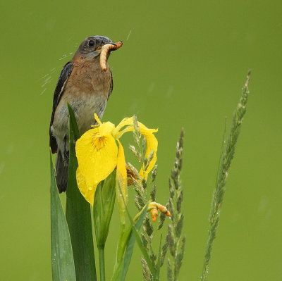 eastern bluebird  --  merlebleu de l'est