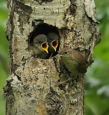 house wren and ( chicks )  --  troglodyte familier