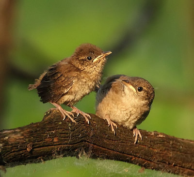 house wren ( chicks )  --  troglodyte familier ( poussin )