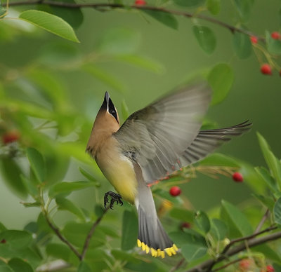 cedar waxwing  --  jaseur d'amerique