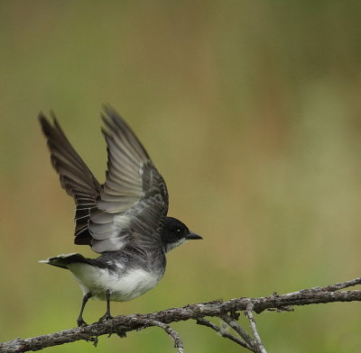 eastern kingbird  --  tyran tritri