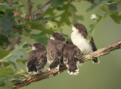 eastern kingbird ( chicks )  --  tyran tritri ( poussins )
