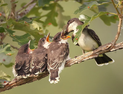 eastern kingbird with ( chicks )  --  tyran tritri avec ( poussins )