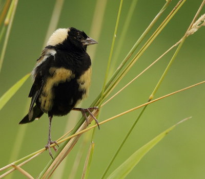 bobolink  --  goglu des pres