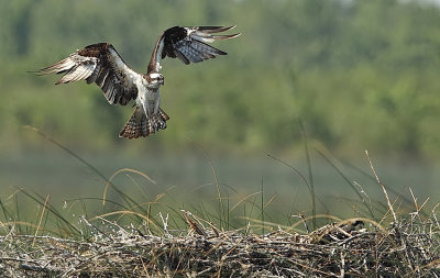 osprey  --  balbuzard pecheur